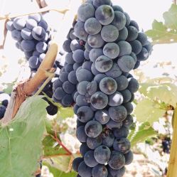 電話,地址,價(jià)格,營(yíng)業(yè)時(shí)間 桓仁滿族自治縣周邊游