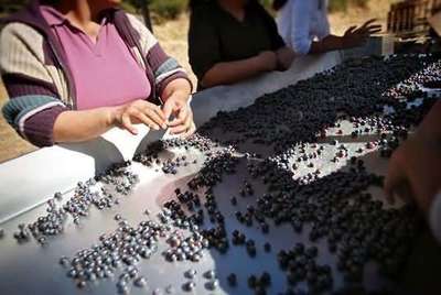 有生命的液體--葡萄酒的一生