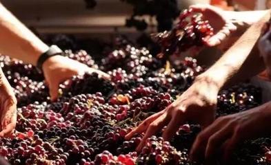 從葡萄酒加工視角，解析高端紅酒與低端紅酒的根本區別